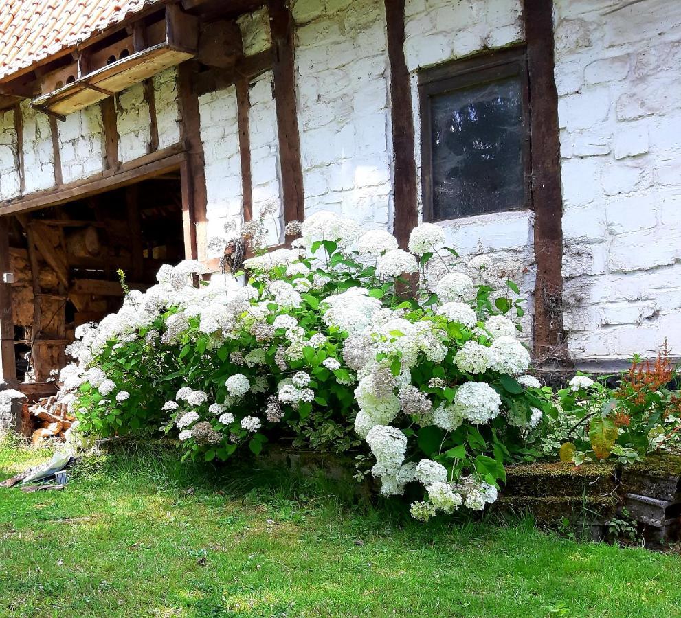 Le Domaine Des Anges Pension Wavrans-sur-l'Aa Buitenkant foto